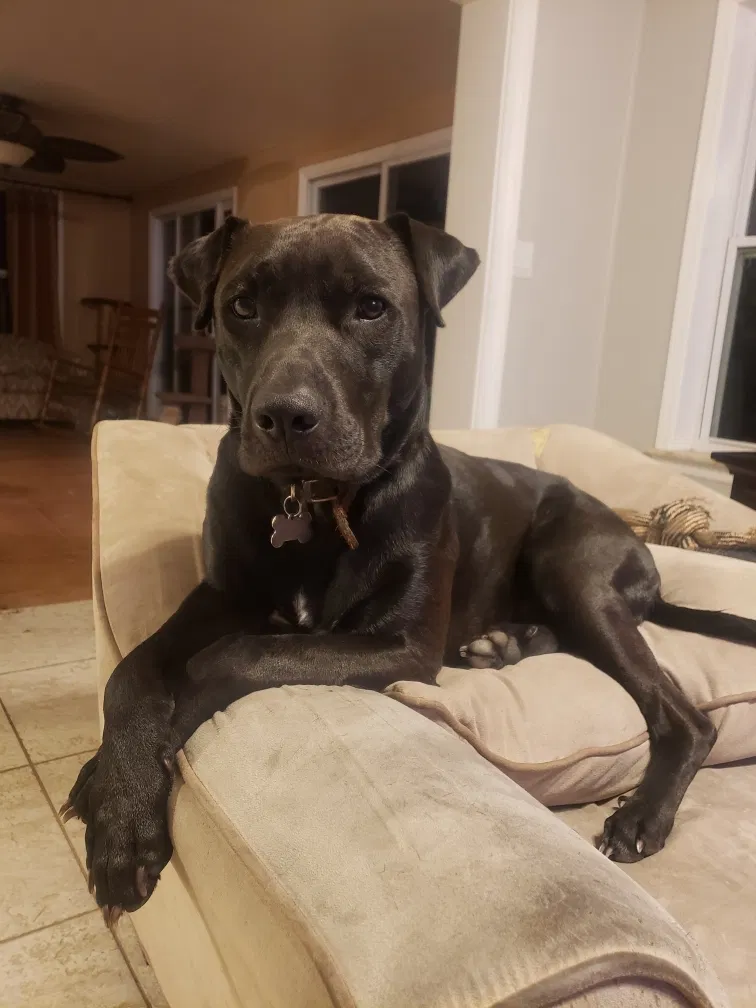 Lost dog in Deltona, FL, 32725