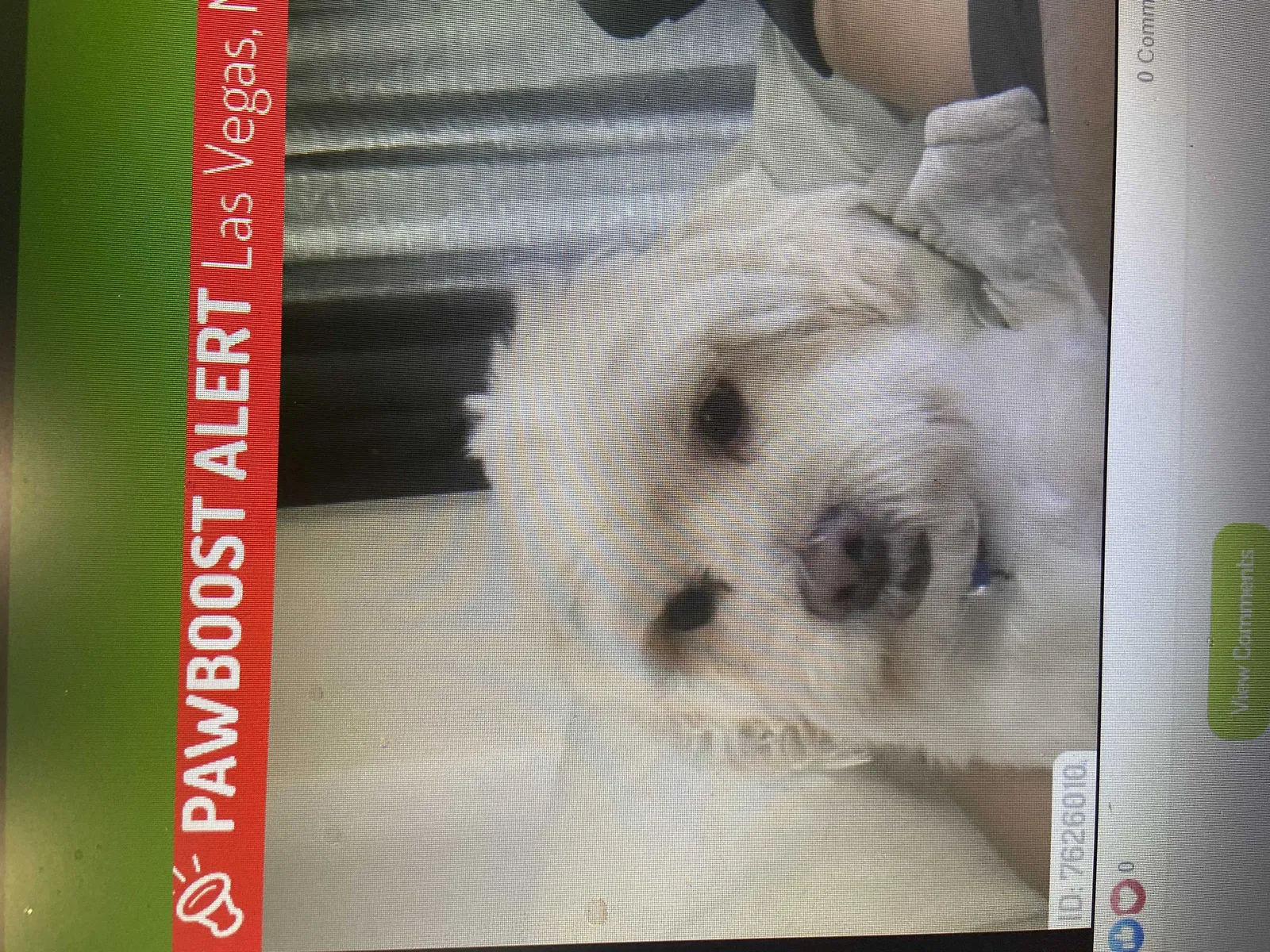Lost dog in Las Vegas, NV, 89122