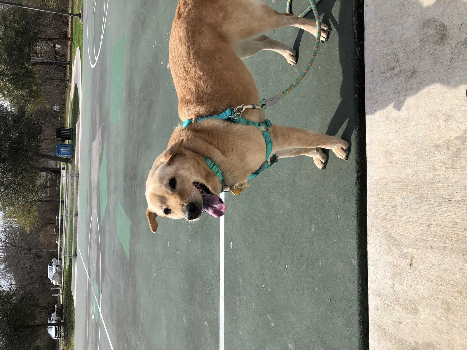 Lost dog in San Antonio, TX, 78227