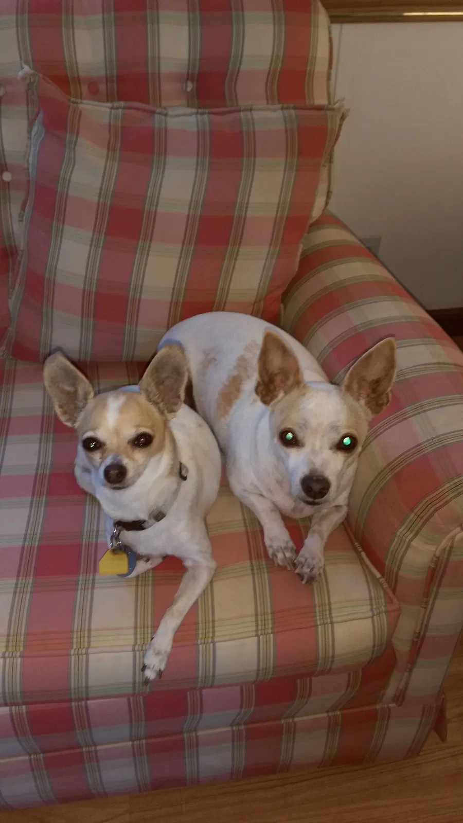 Lost dog in Mesa, AZ, 85209