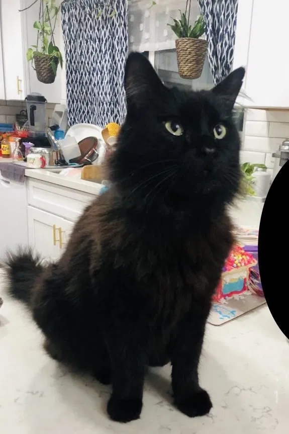 Lost cat in Chula Vista, CA, 91911