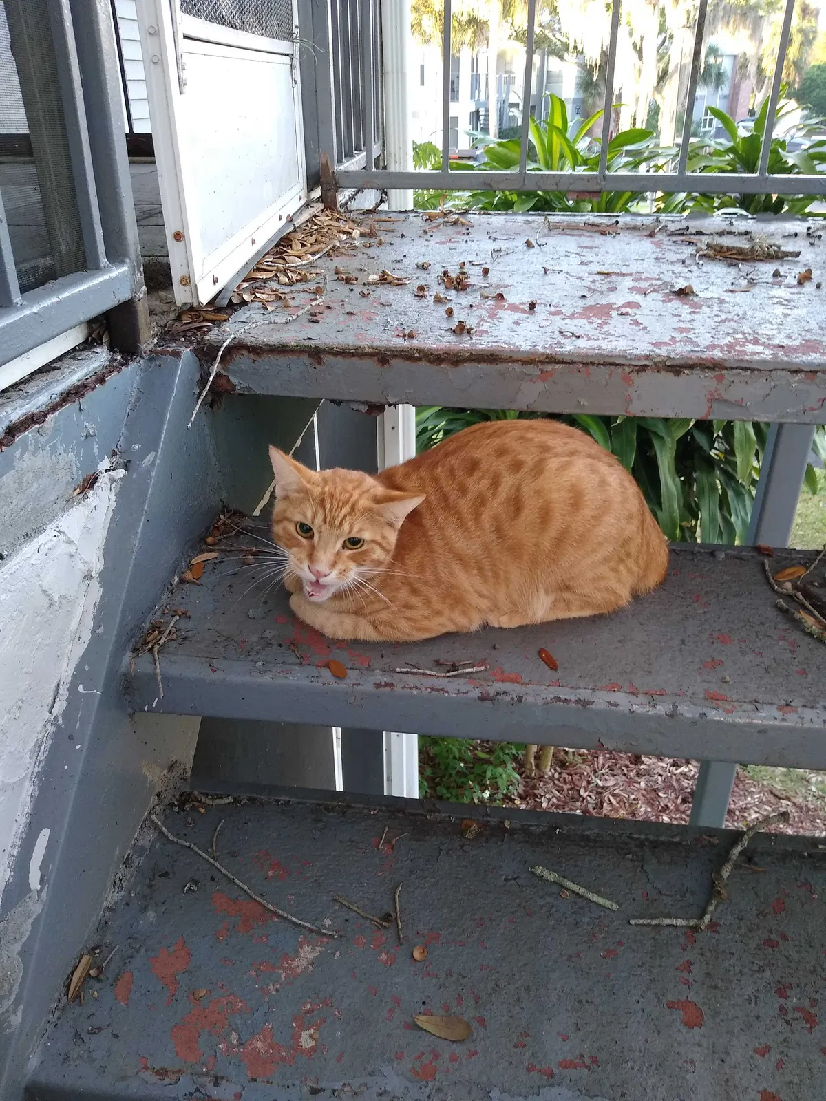 Found cat in Sanford, FL, 32773