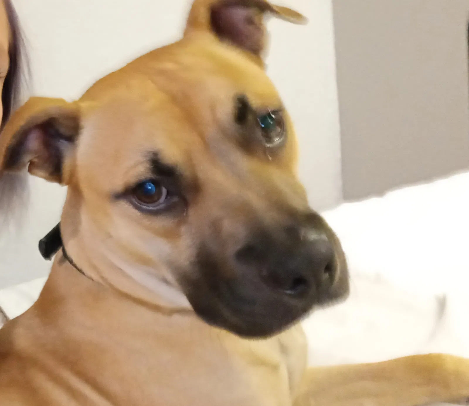 Lost dog in Long Beach, CA, 90802