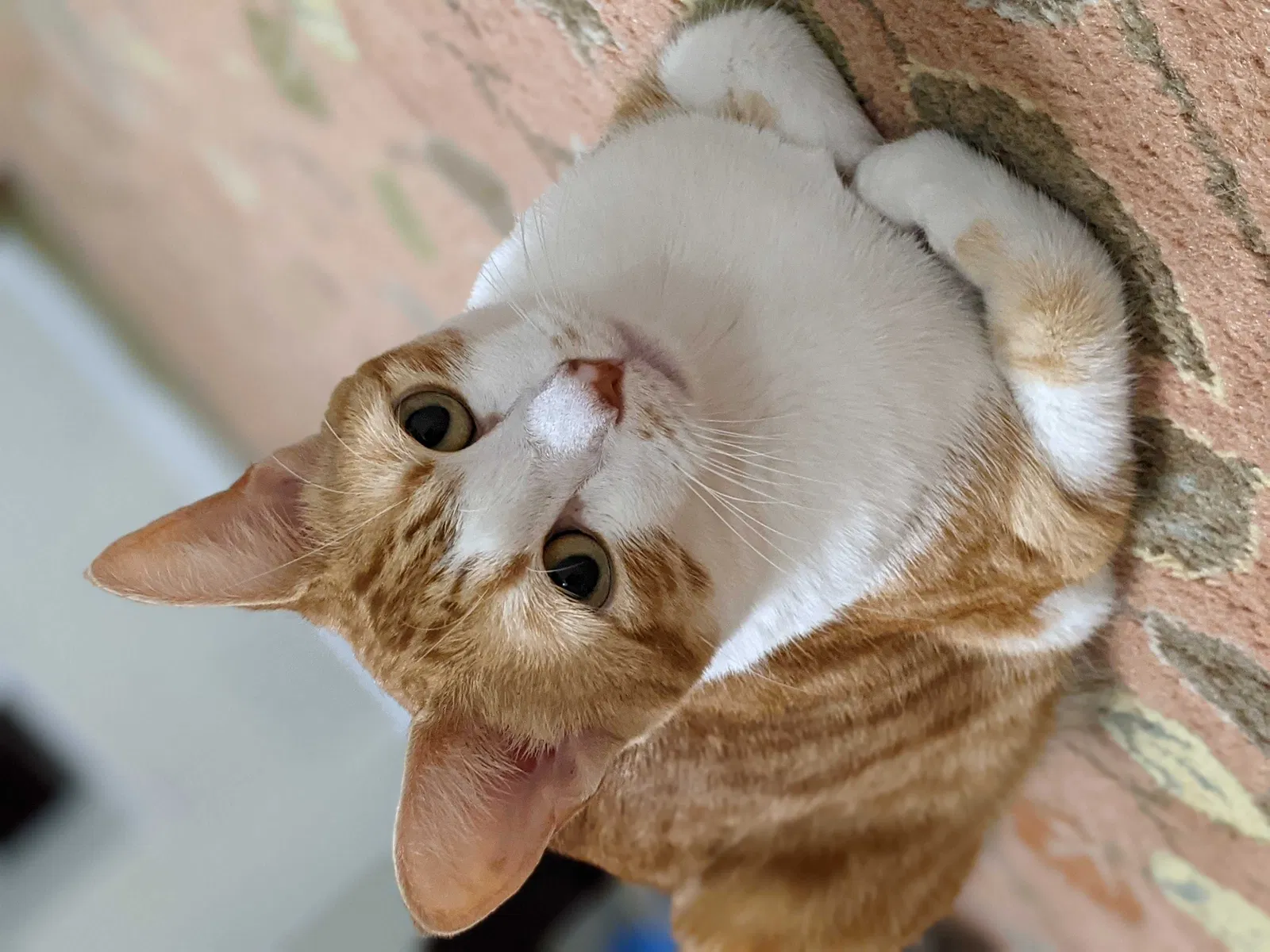 Lost cat in Sugar Land, TX, 77478