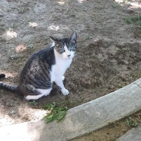 Lost cat in Fresno, CA, 93704