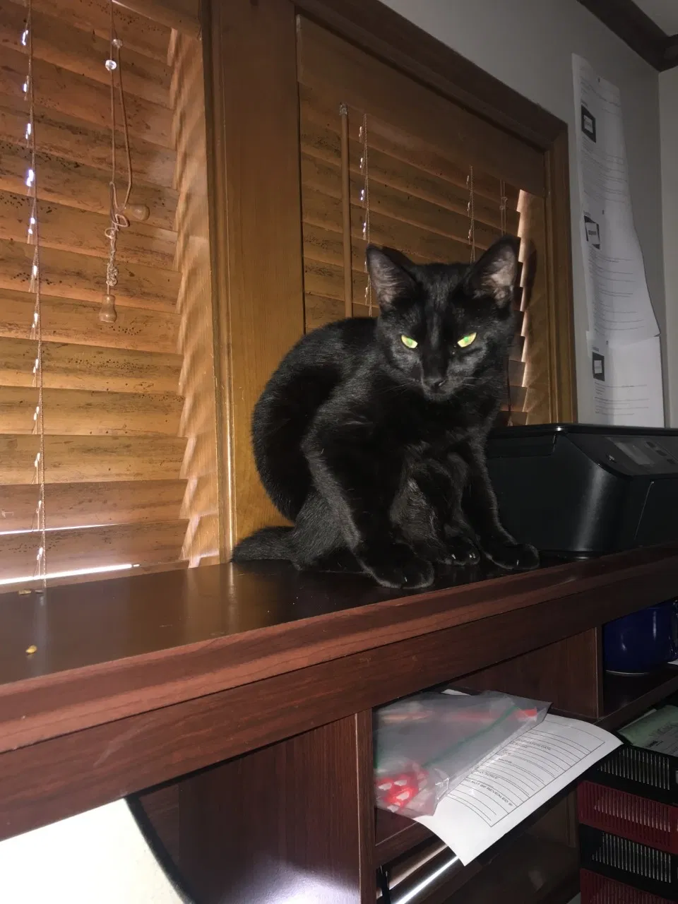 Lost cat in Kingwood, TX, 77339