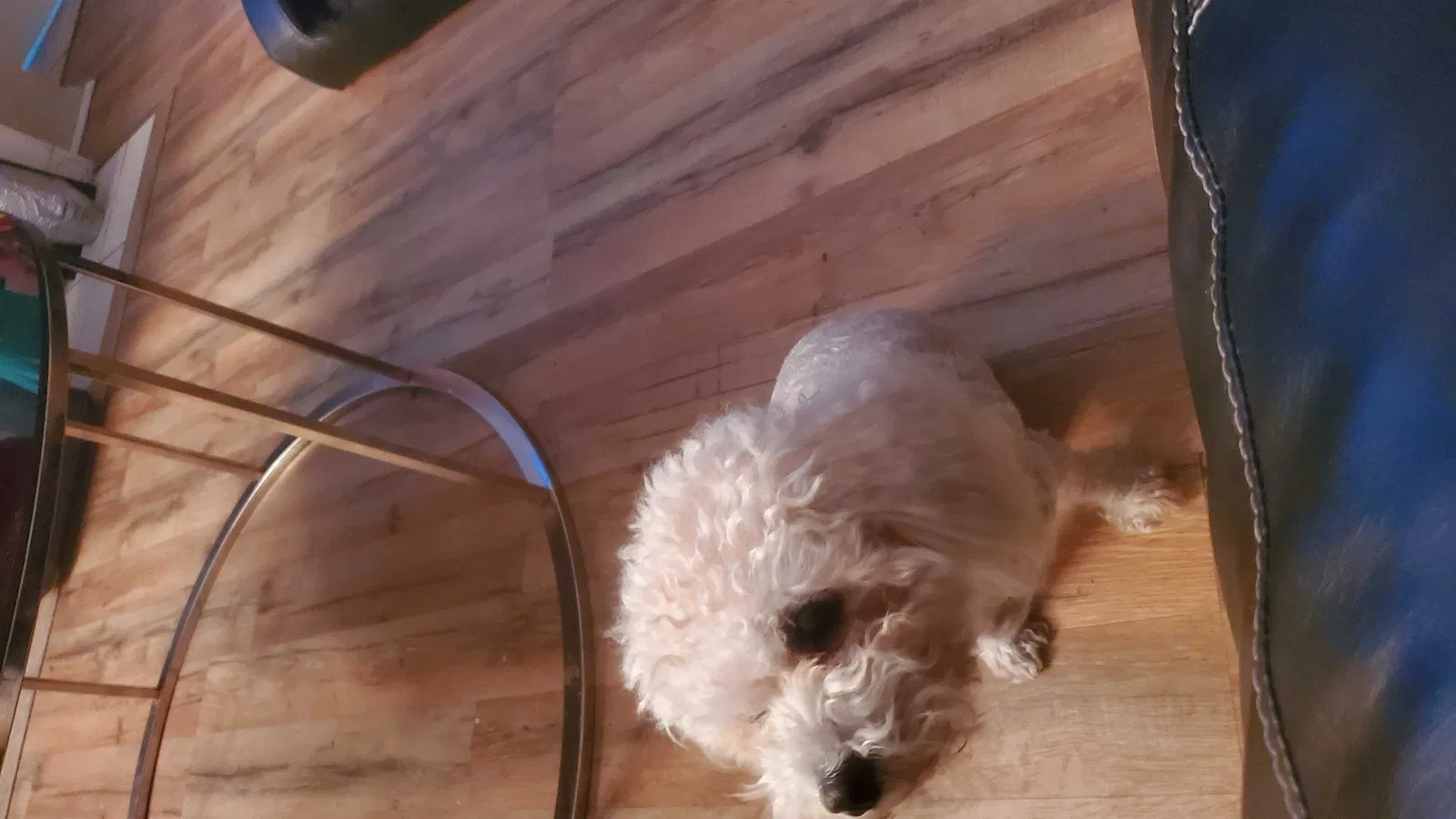 Lost dog in Tampa, FL, 33612