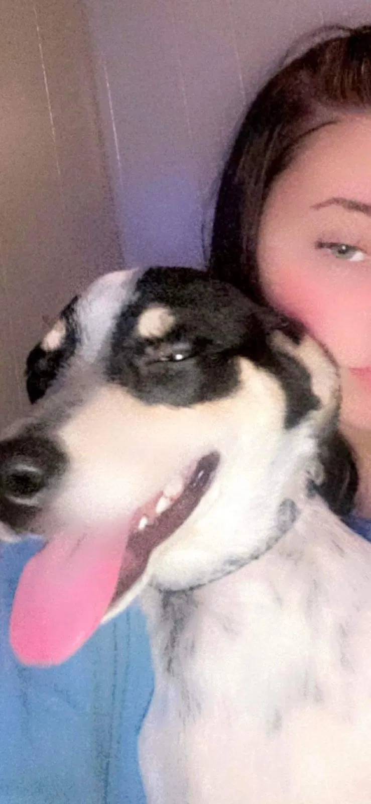 Lost dog in Uniontown, PA, 15401