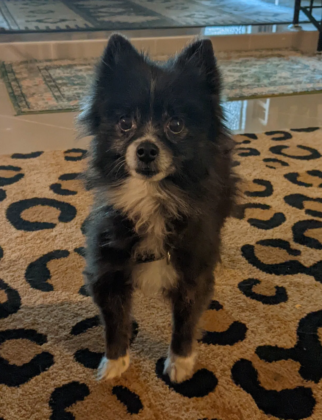 Found dog in Port Richey, FL, 34668