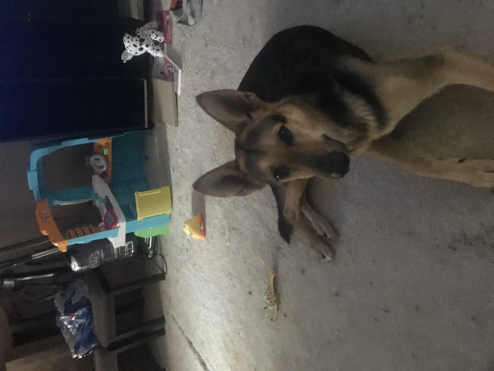 Lost dog in Omaha, NE, 68138