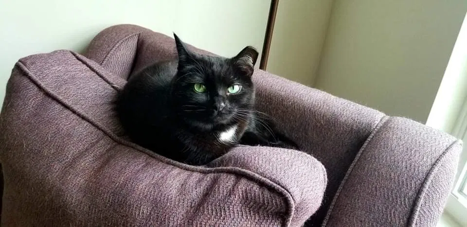 Lost cat in Indianapolis, IN, 46235