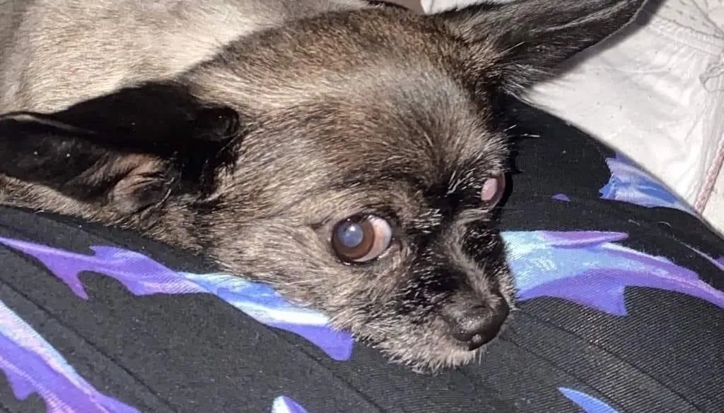 Lost dog in Columbia, SC, 29203