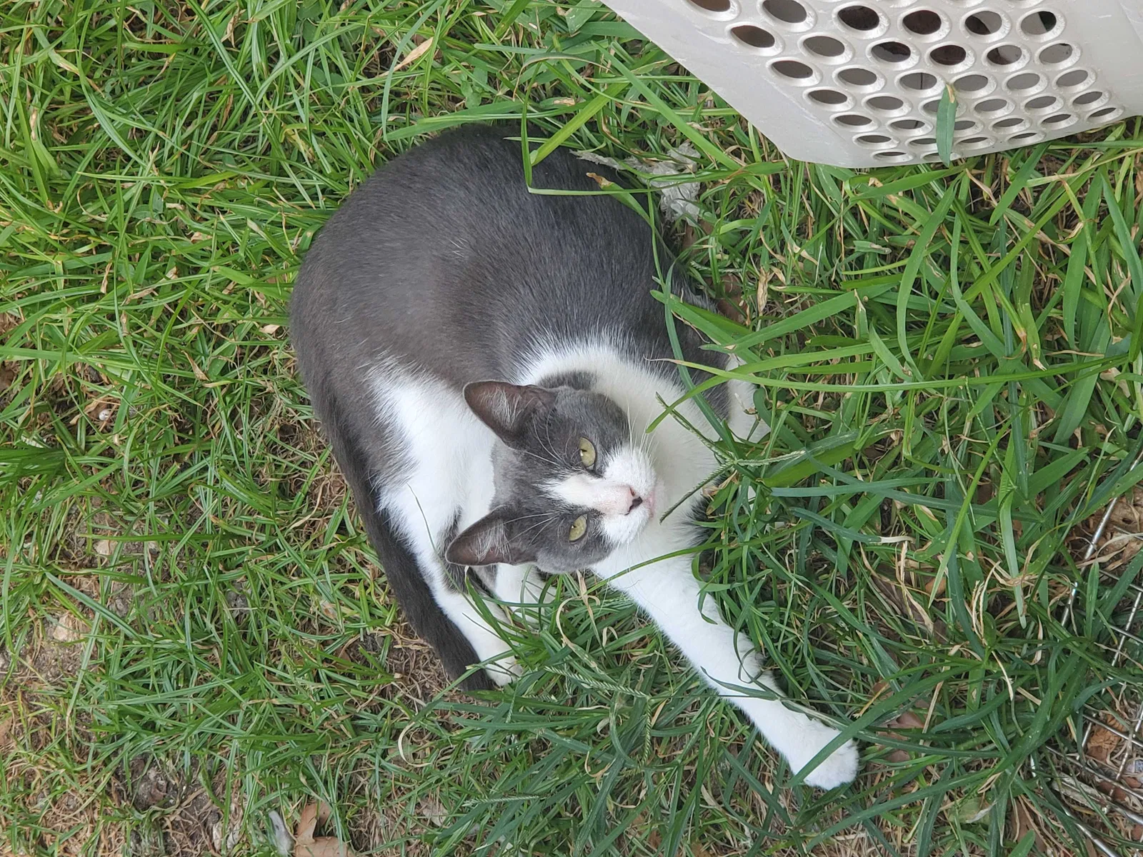 Lost cat in San Antonio, TX, 78216