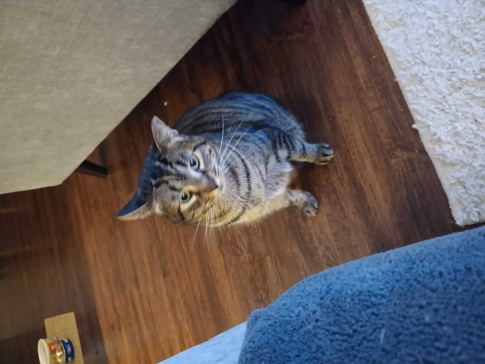 Lost cat in Carrollton, TX, 75006
