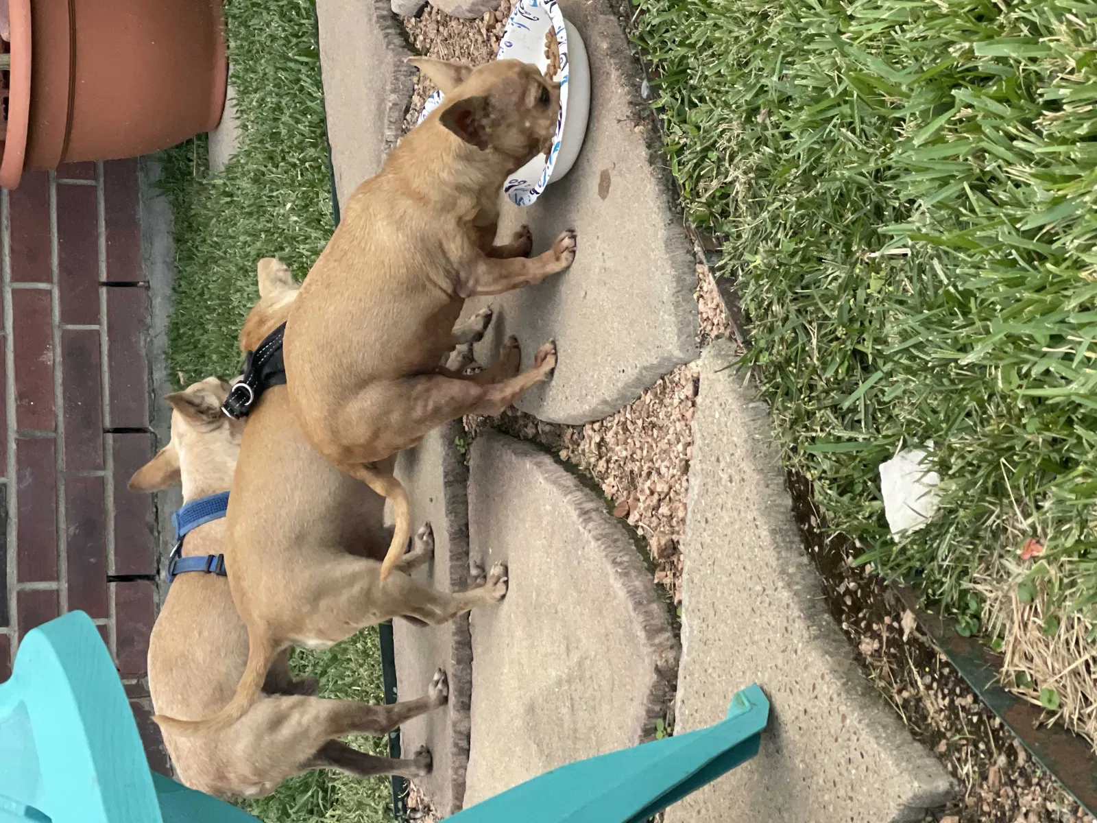 Lost dog in Houston, TX, 77095