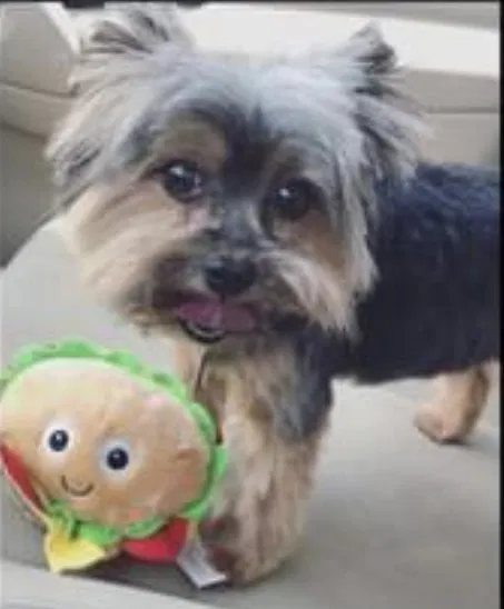 Lost dog in Temple, TX, 76502