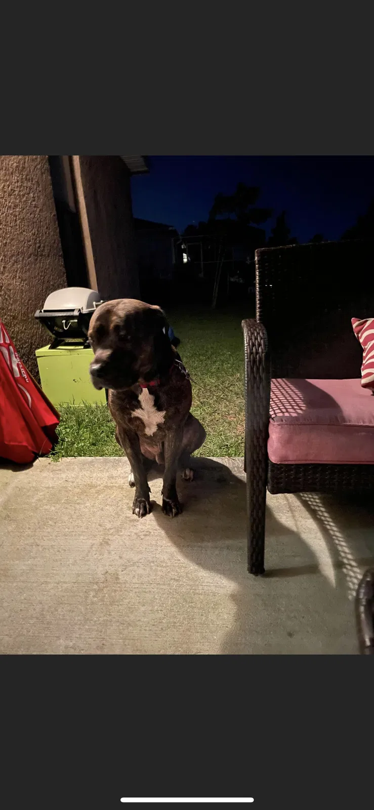 Lost dog in Cape Coral, FL, 33914