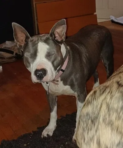 Lost dog in Parkton, NC, 28371