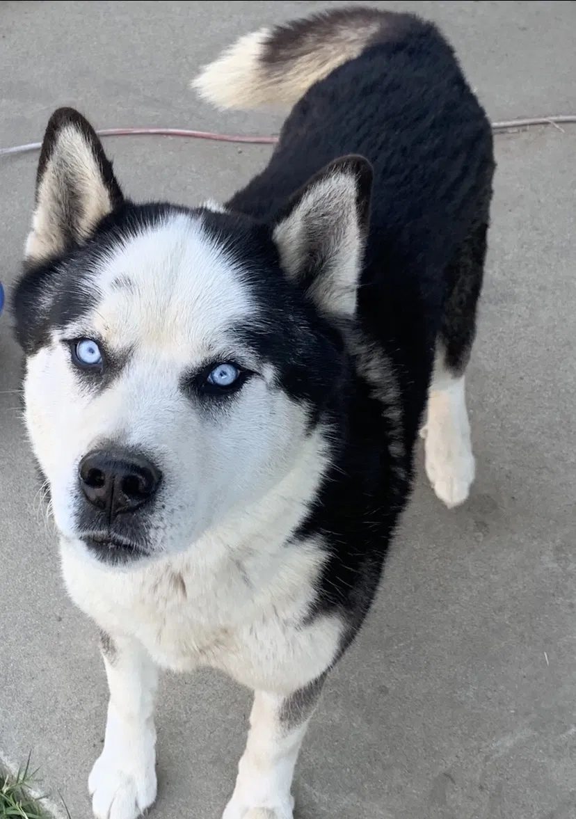 Lost dog in Ceres, CA, 95307
