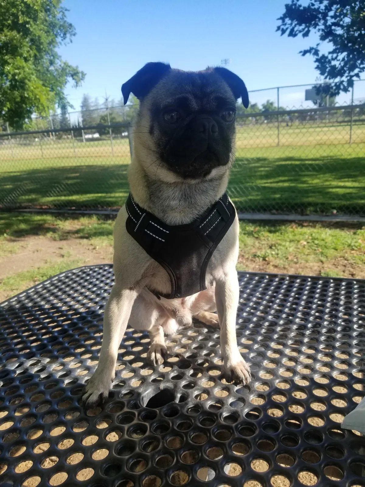 Lost dog in Sacramento, CA, 95821