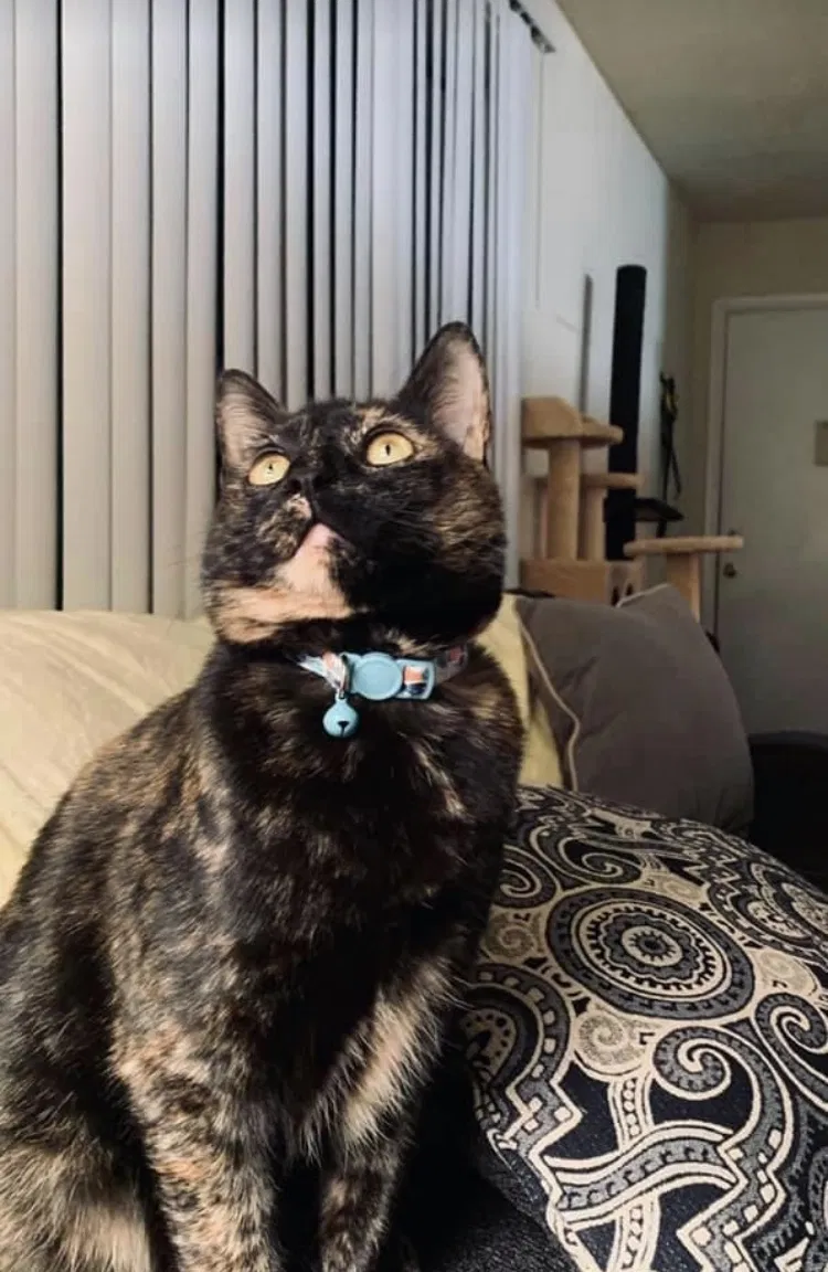 Lost cat in Covington, GA, 30014