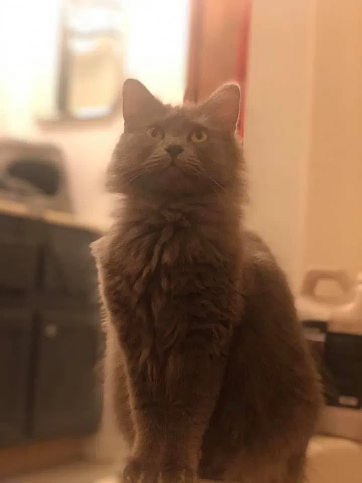 Lost cat in Chattanooga, TN, 37419