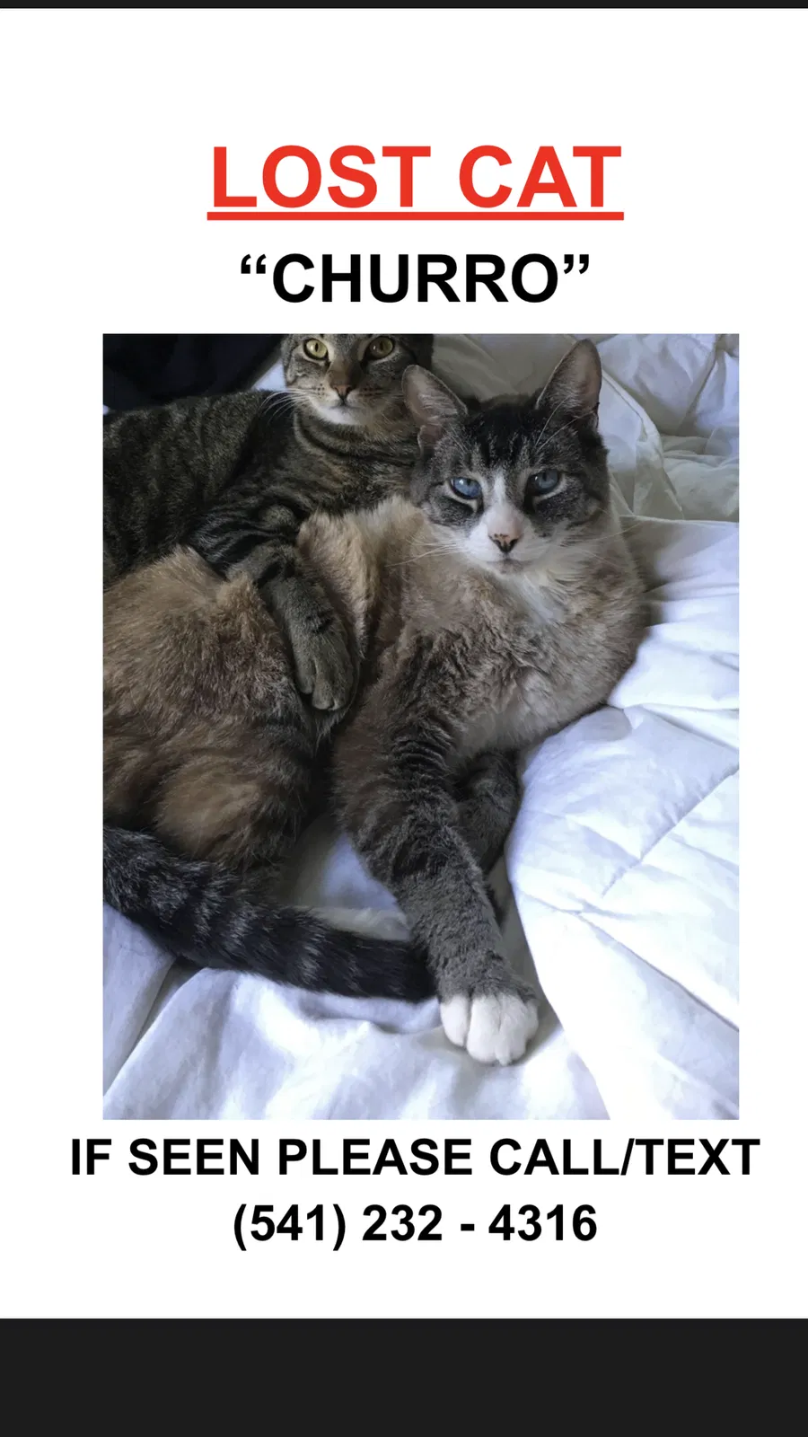 Lost cat in Eugene, OR, 97401