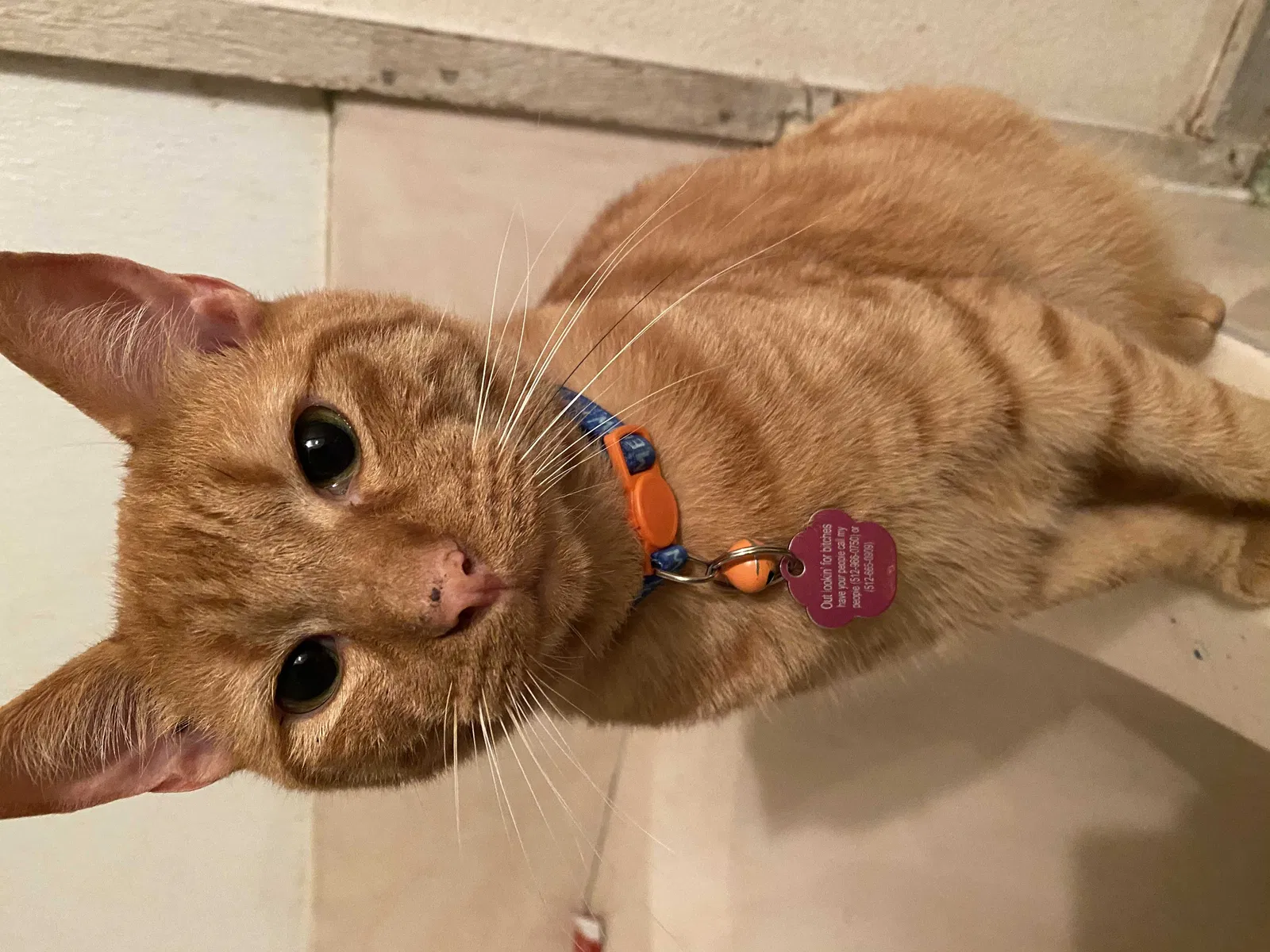 Lost cat in Liberty Hill, TX, 78642