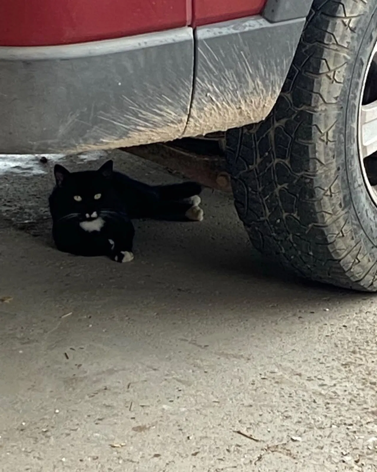 Lost cat in Penitas, TX, 78576