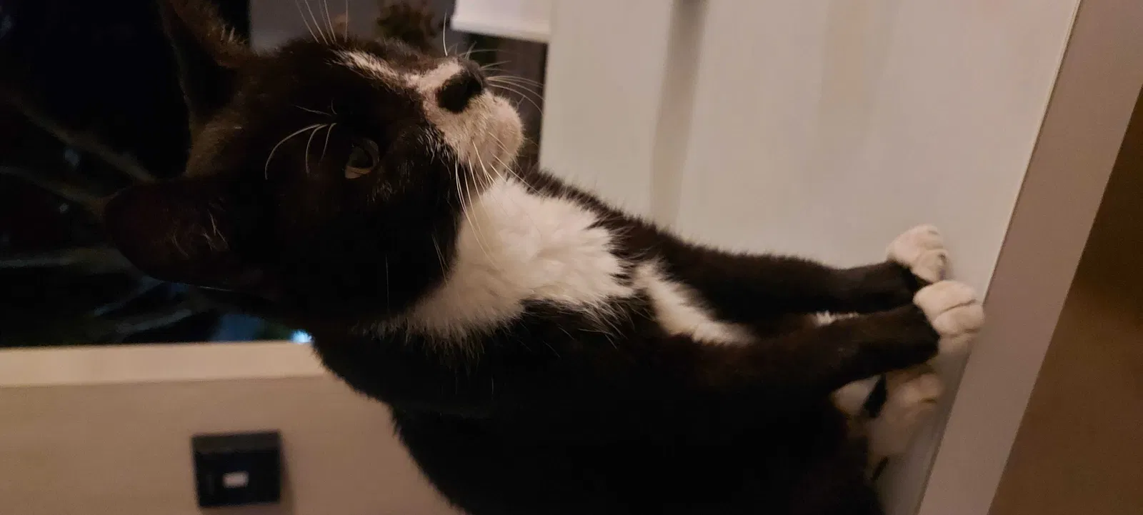 Lost cat in Pompano Beach, FL, 33062