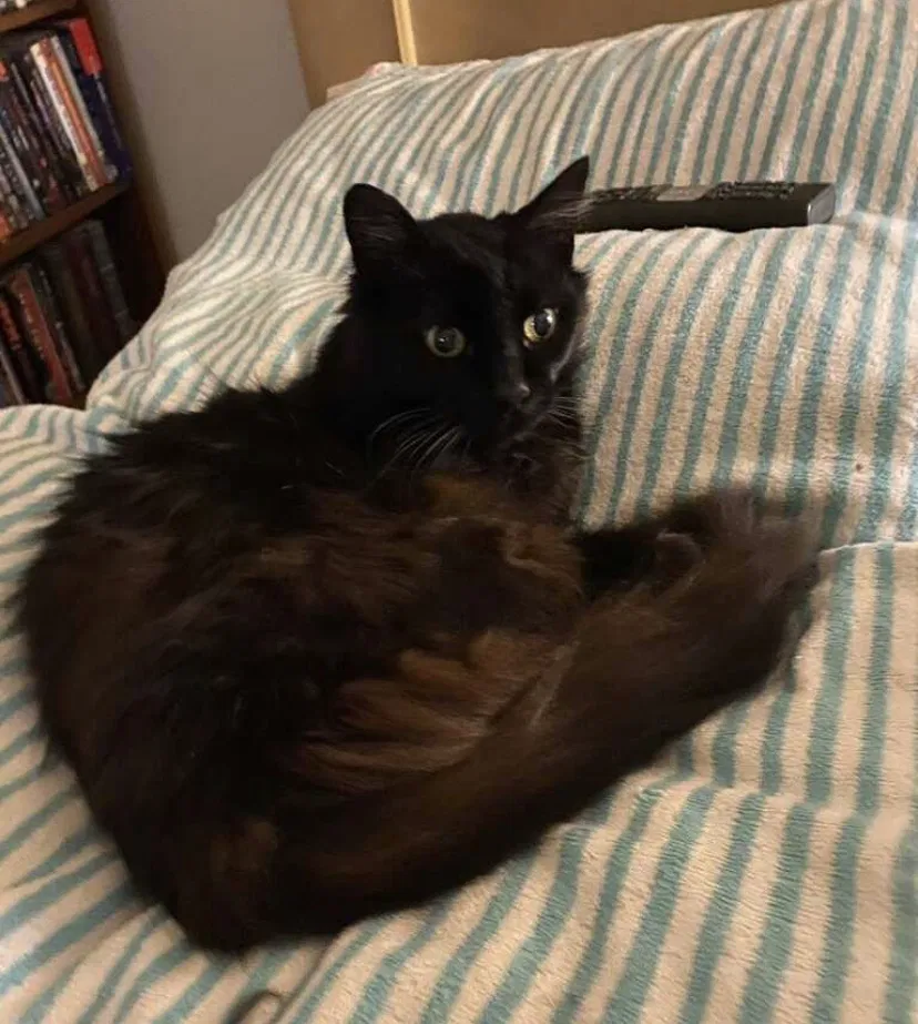 Lost cat in Pleasant Hill, CA, 94523