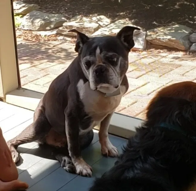 Lost dog in Lititz, PA, 17543