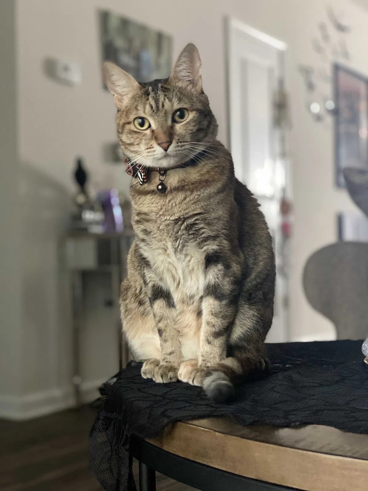 Lost cat in Okatie, SC, 29909