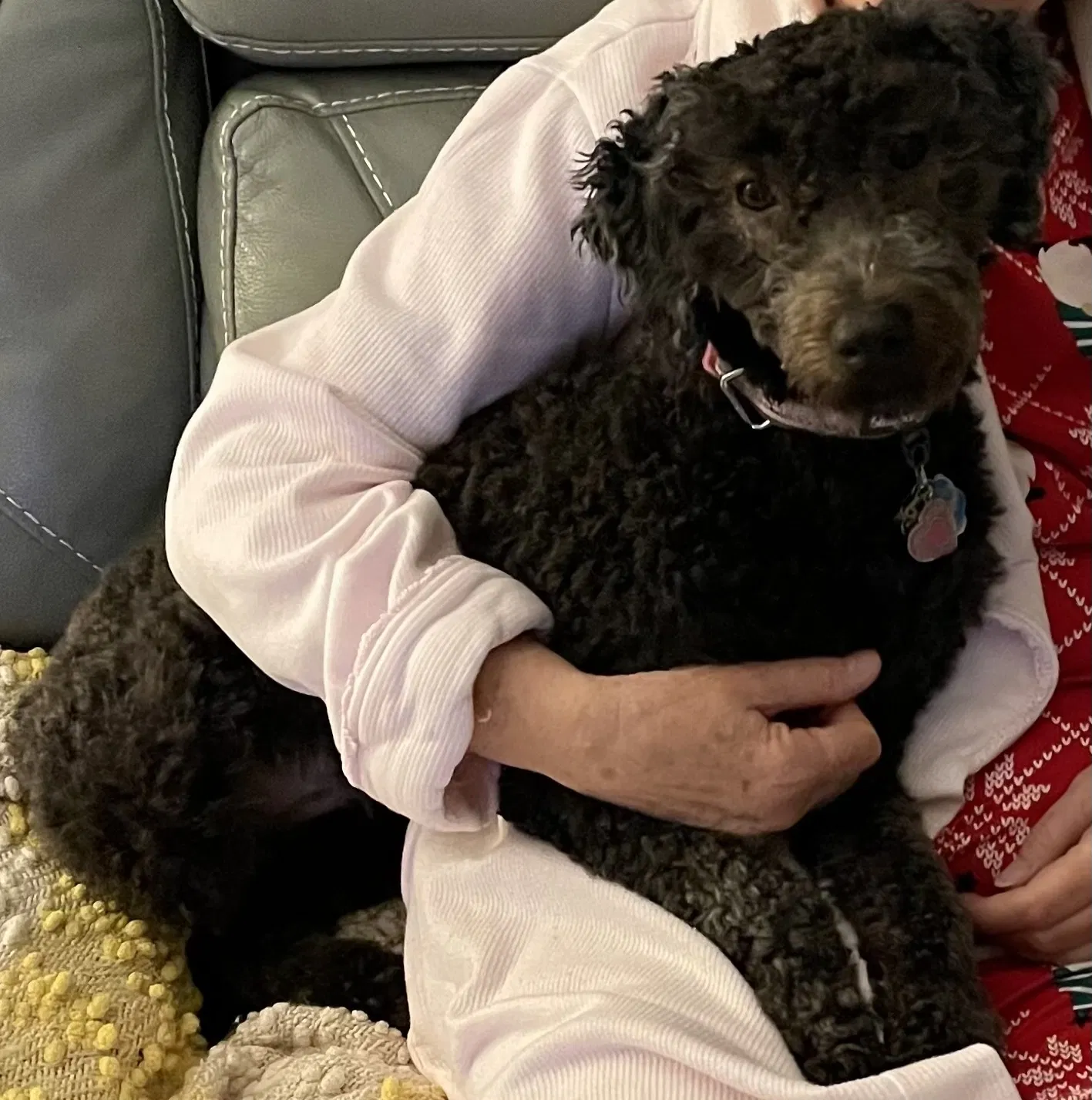 Lost dog in Beverly Hills, FL, 34465