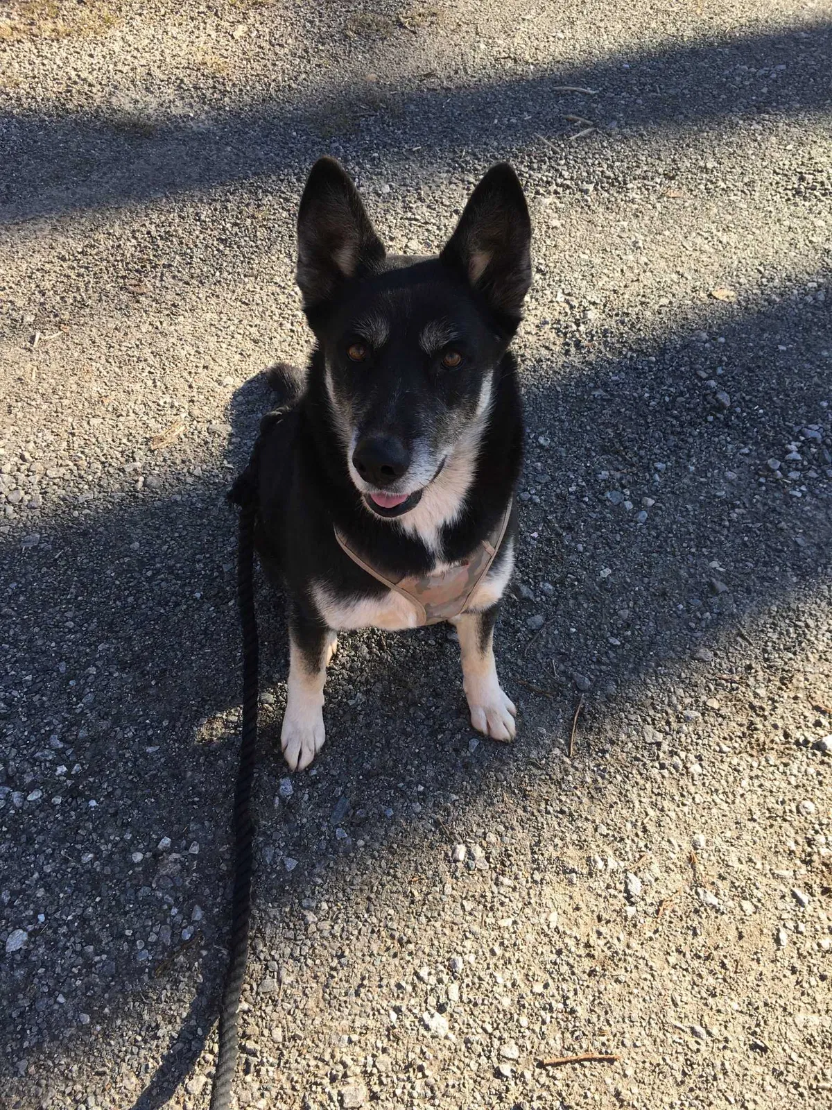 Lost dog in Stoneville, NC, 27048