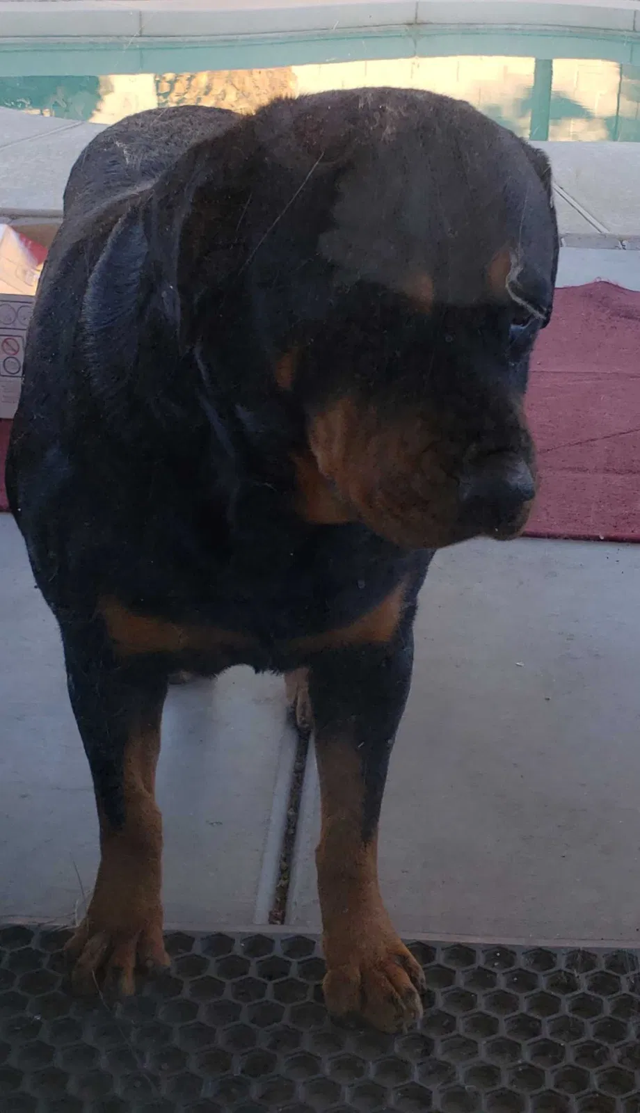 Found dog in Glendale, AZ, 85303