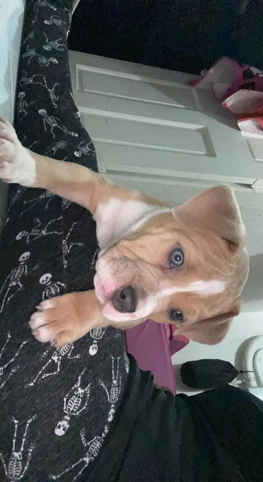 Lost dog in Homestead, FL, 33033