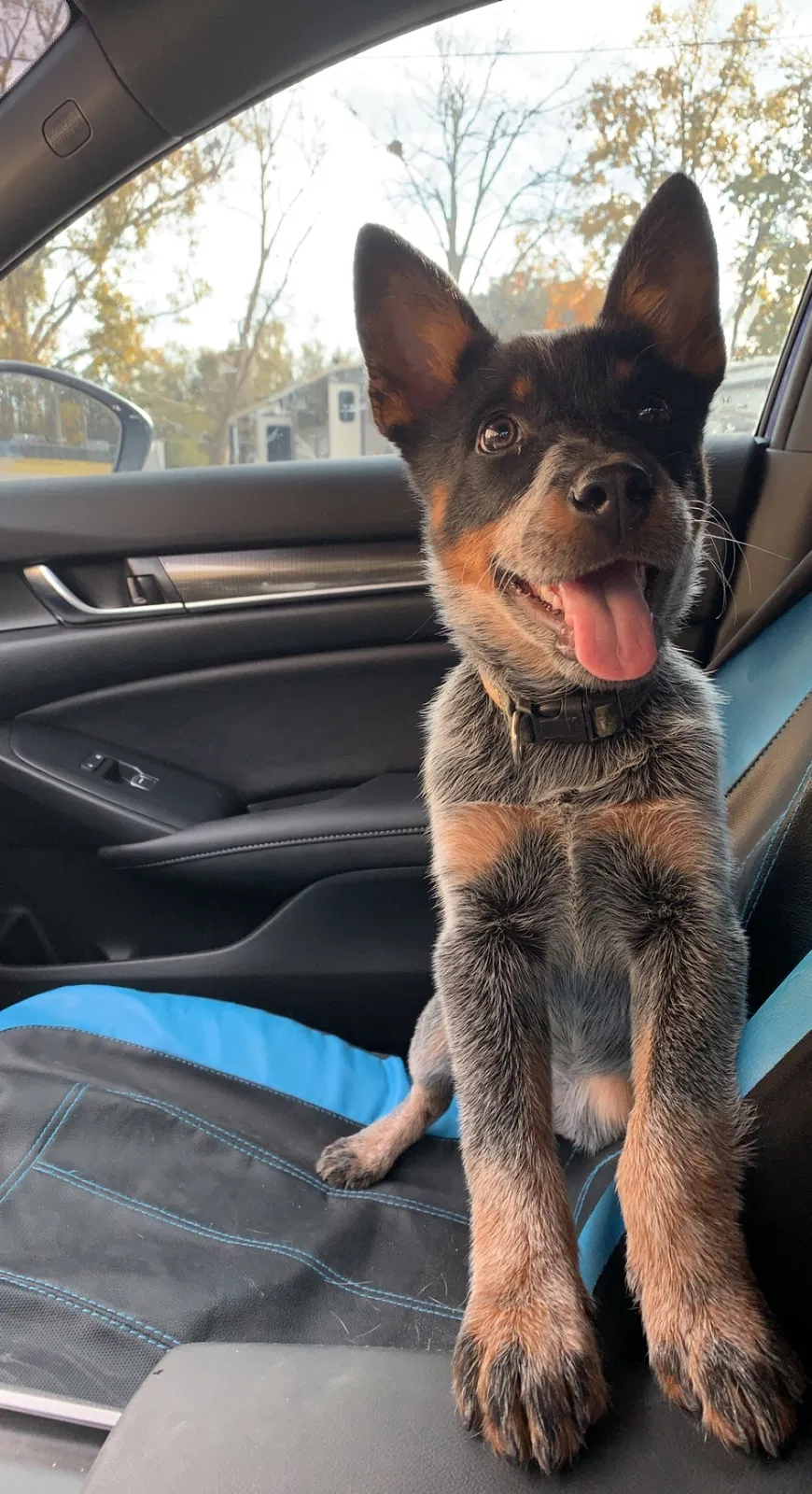 Lost dog in Opelousas, LA, 70570