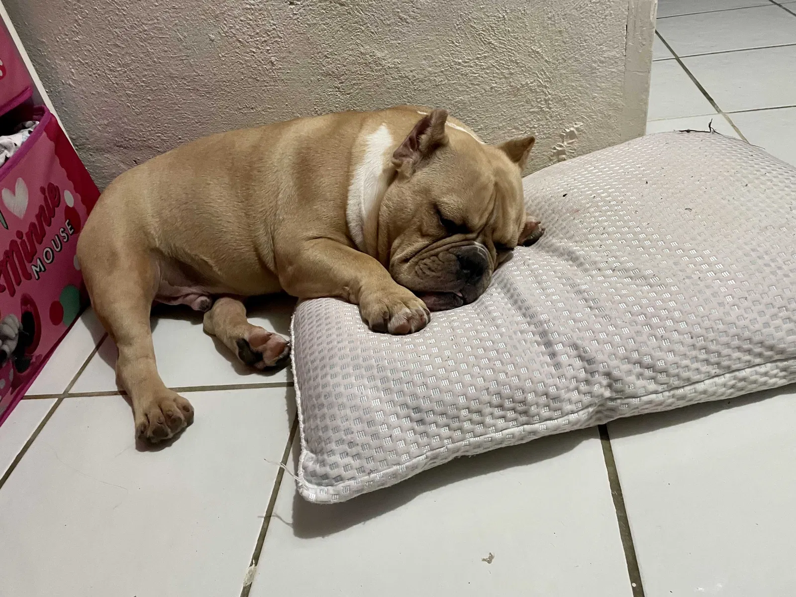 Lost dog in Homestead, FL, 33033