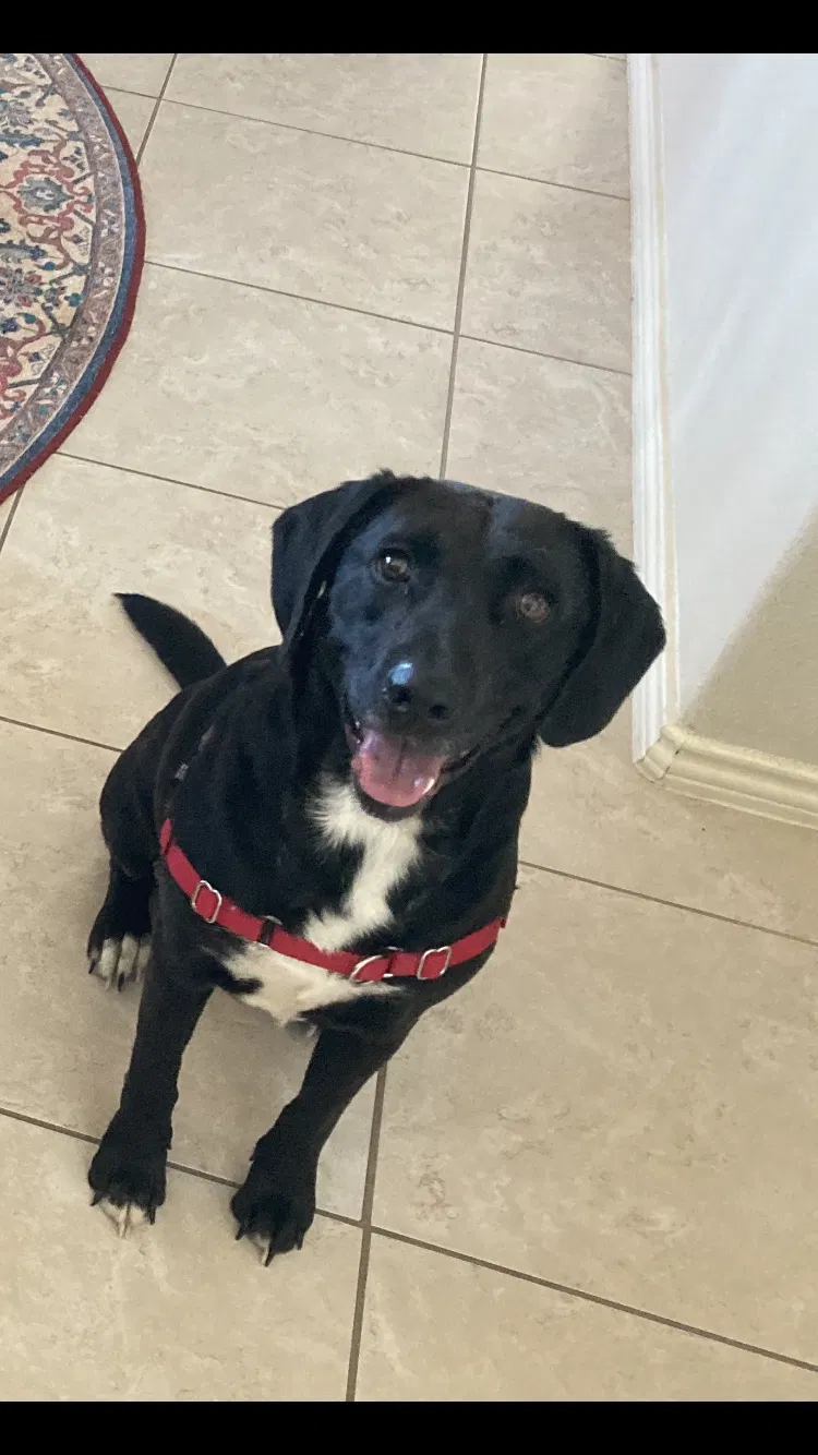 Found dog in Texarkana, TX, 75501