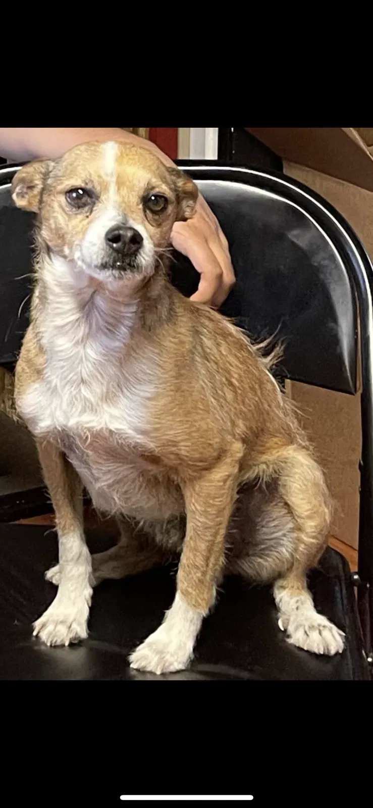 Lost dog in San Pablo, CA, 94806