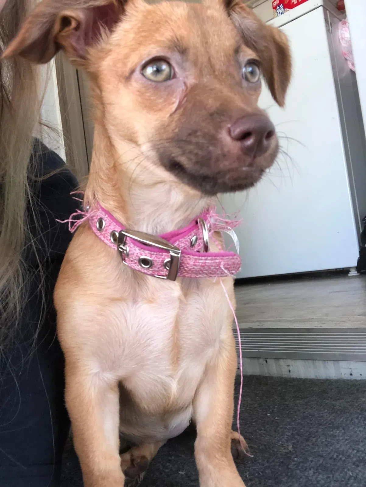 Lost dog in Visalia, CA, 93277