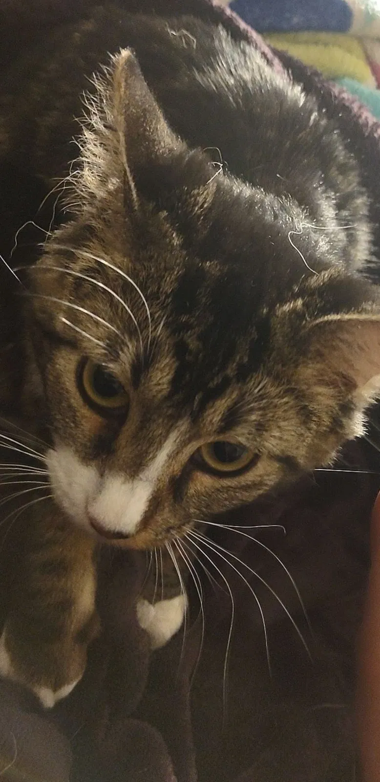 Lost cat in Greeley, CO, 80631