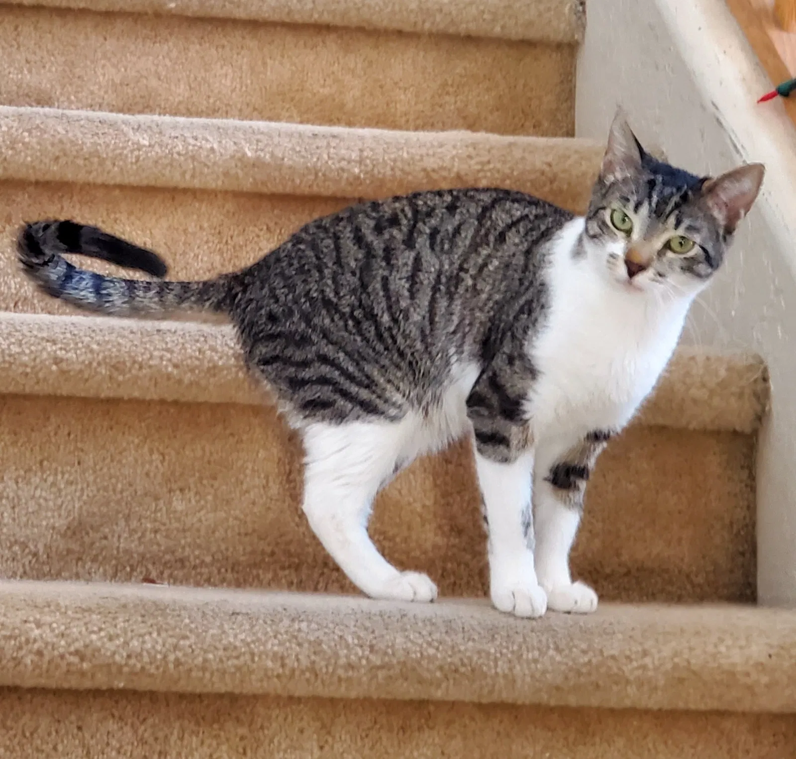 Lost cat in Casa Grande, AZ, 85122