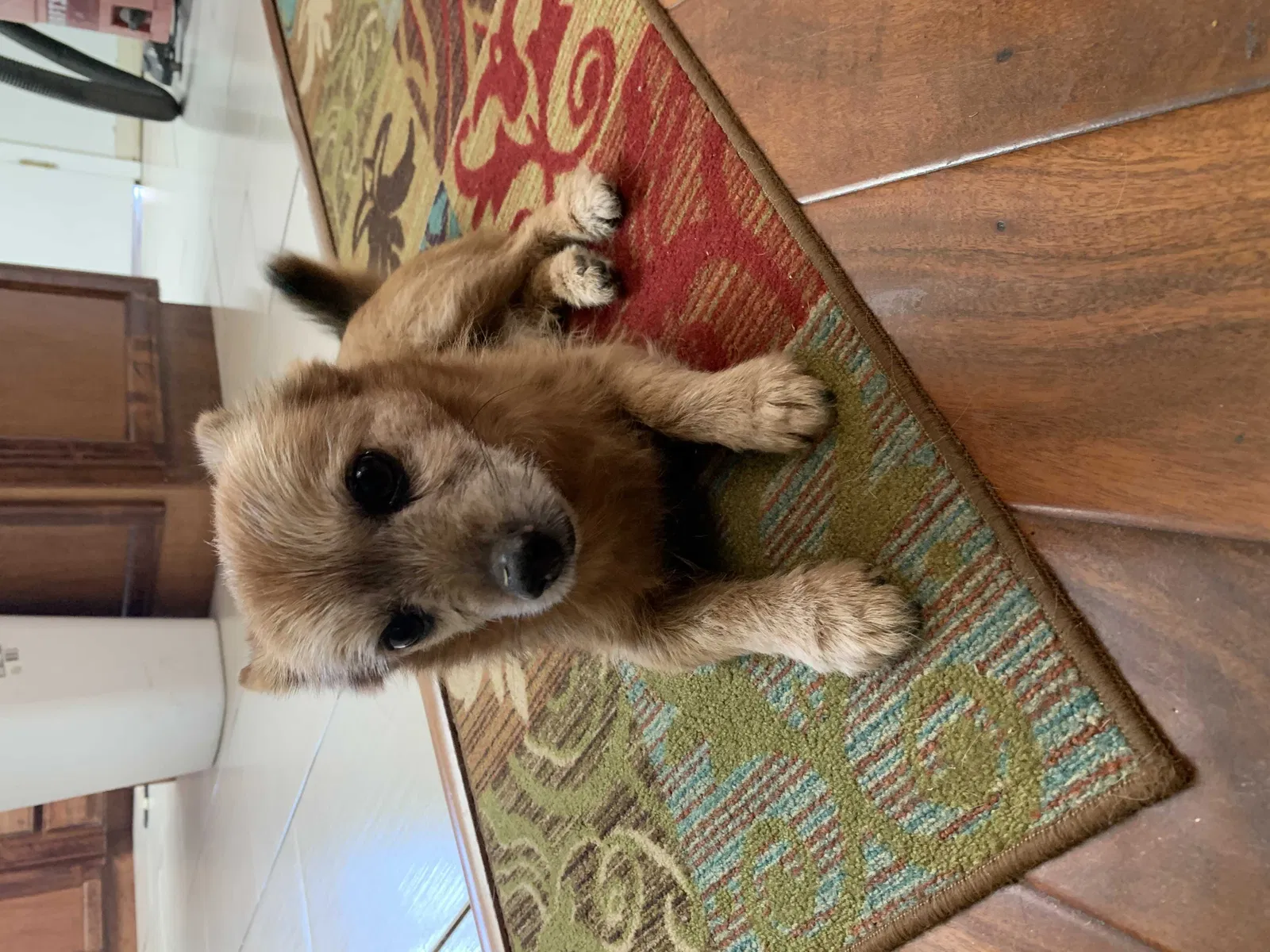 Found dog in Bakersfield, CA, 93308
