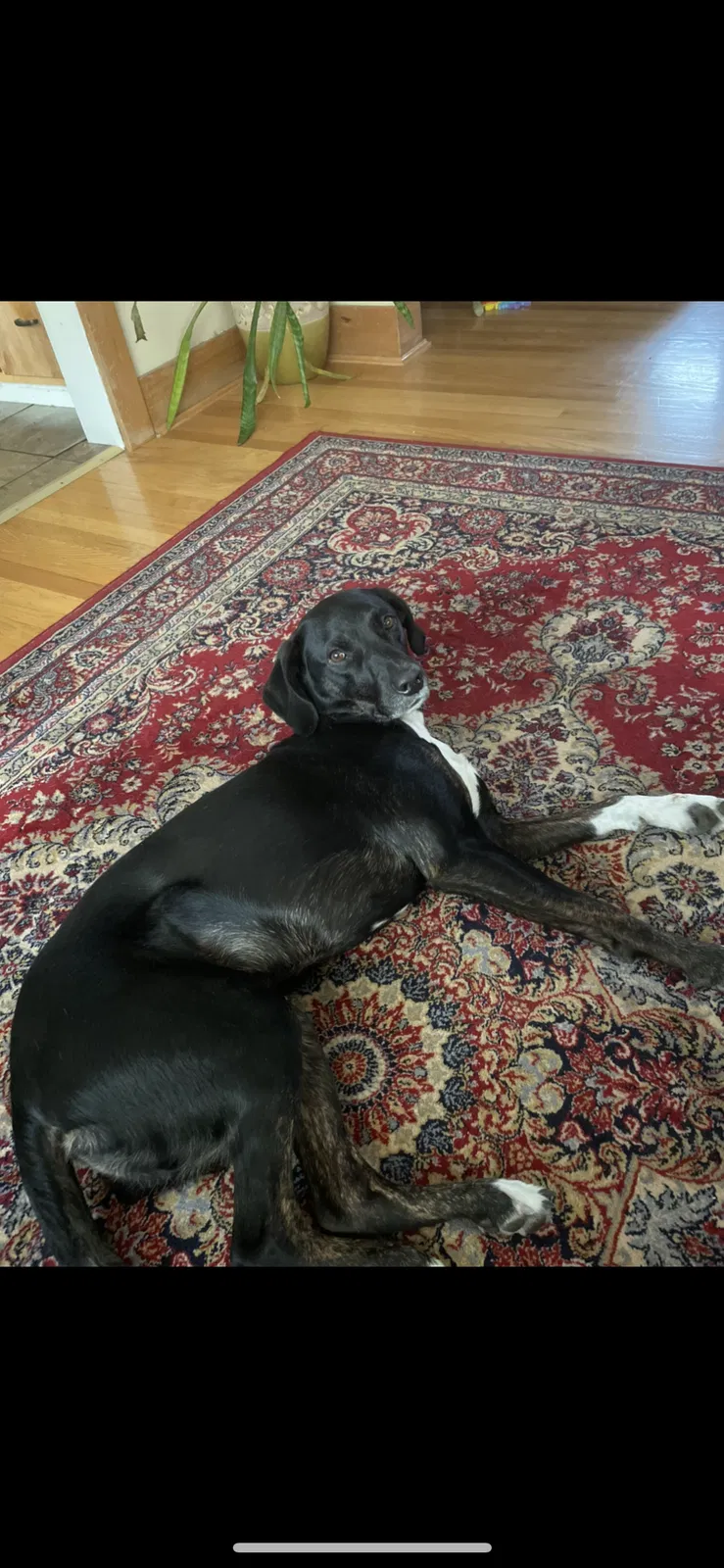 Lost dog in Salt Lake City, UT, 84120