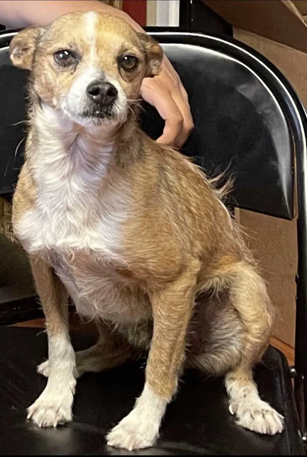Lost dog in San Pablo, CA, 94806