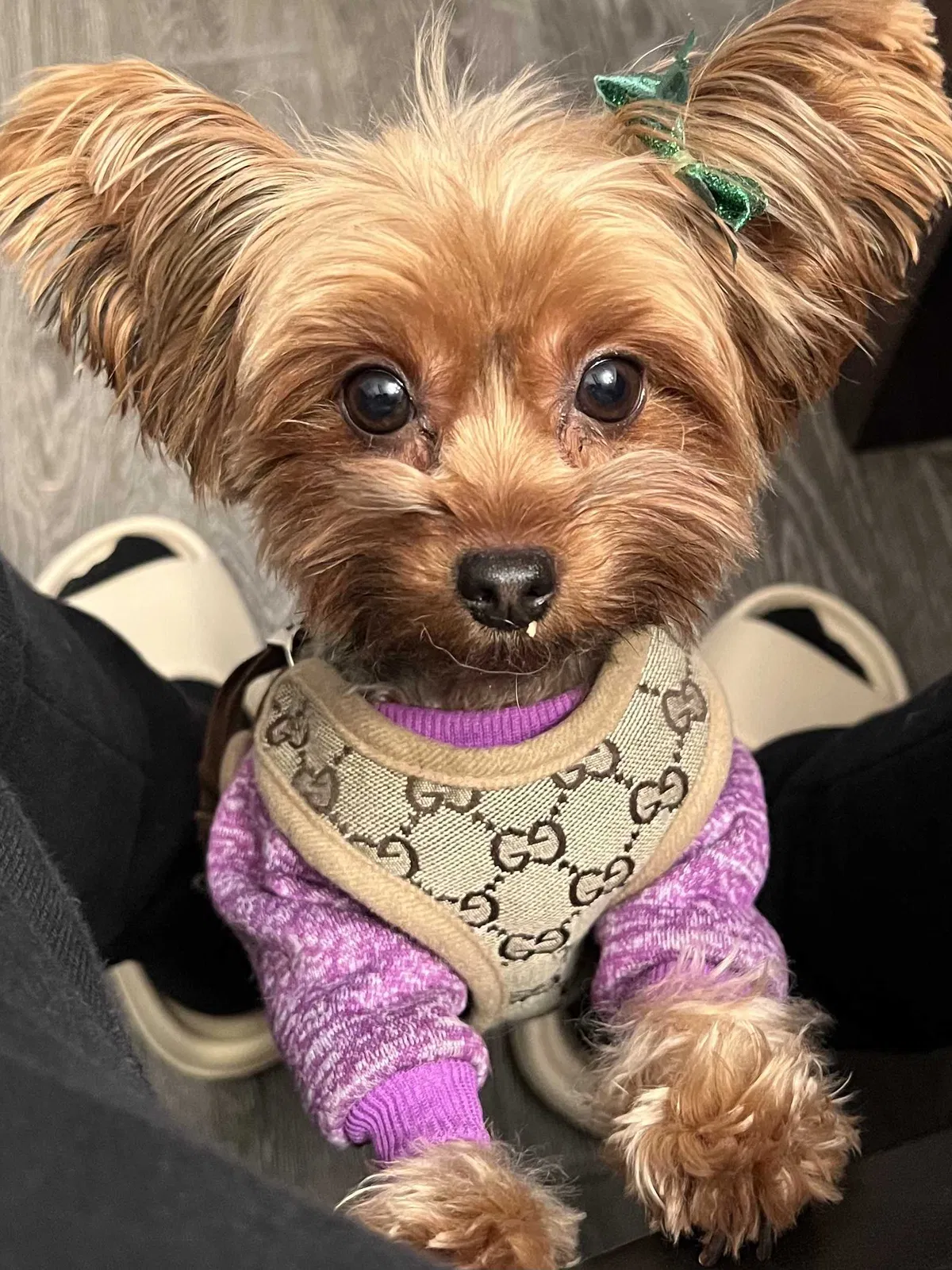Lost dog in Panorama City, CA, 91402