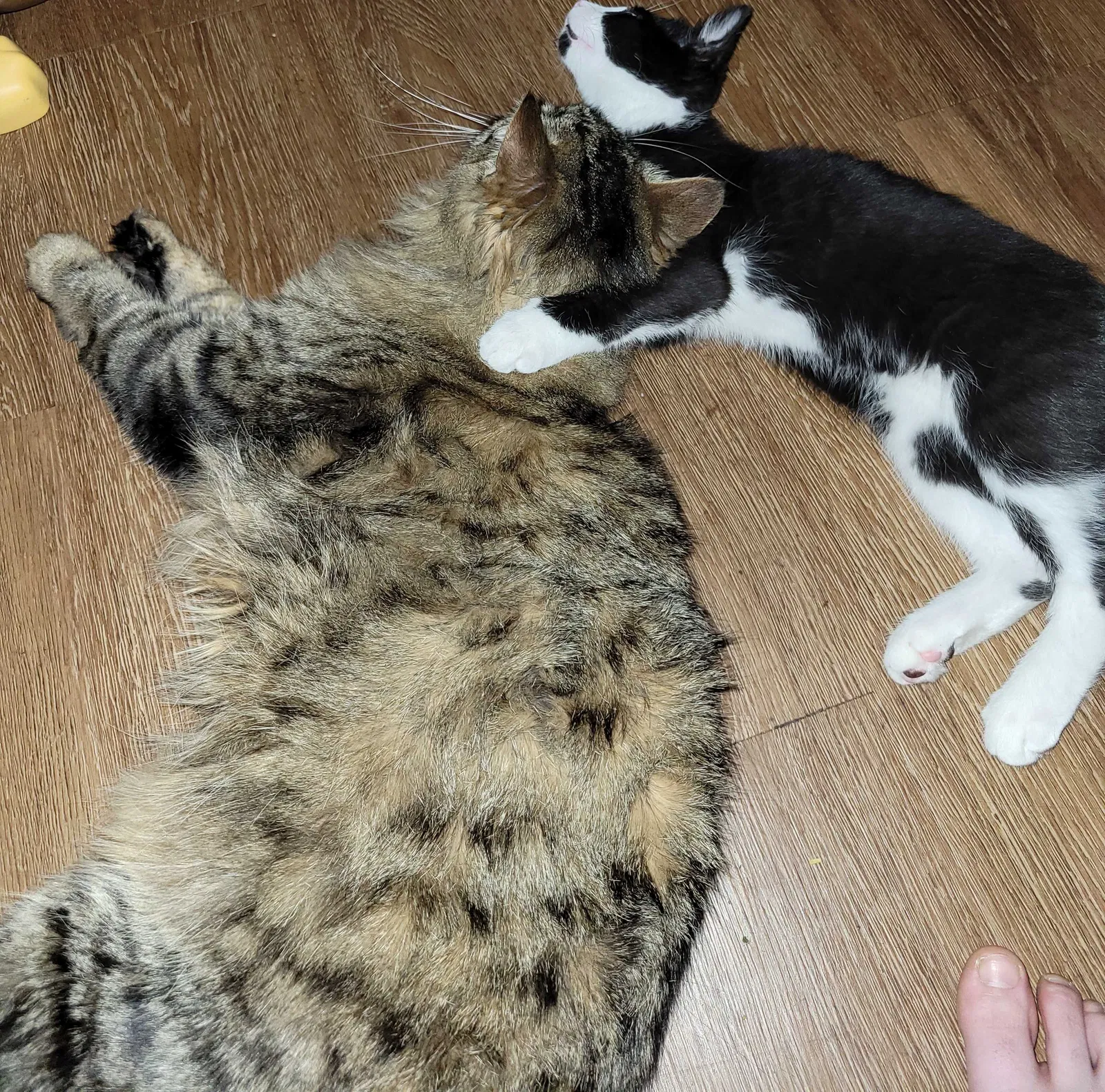 Lost cat in Tacoma, WA, 98433