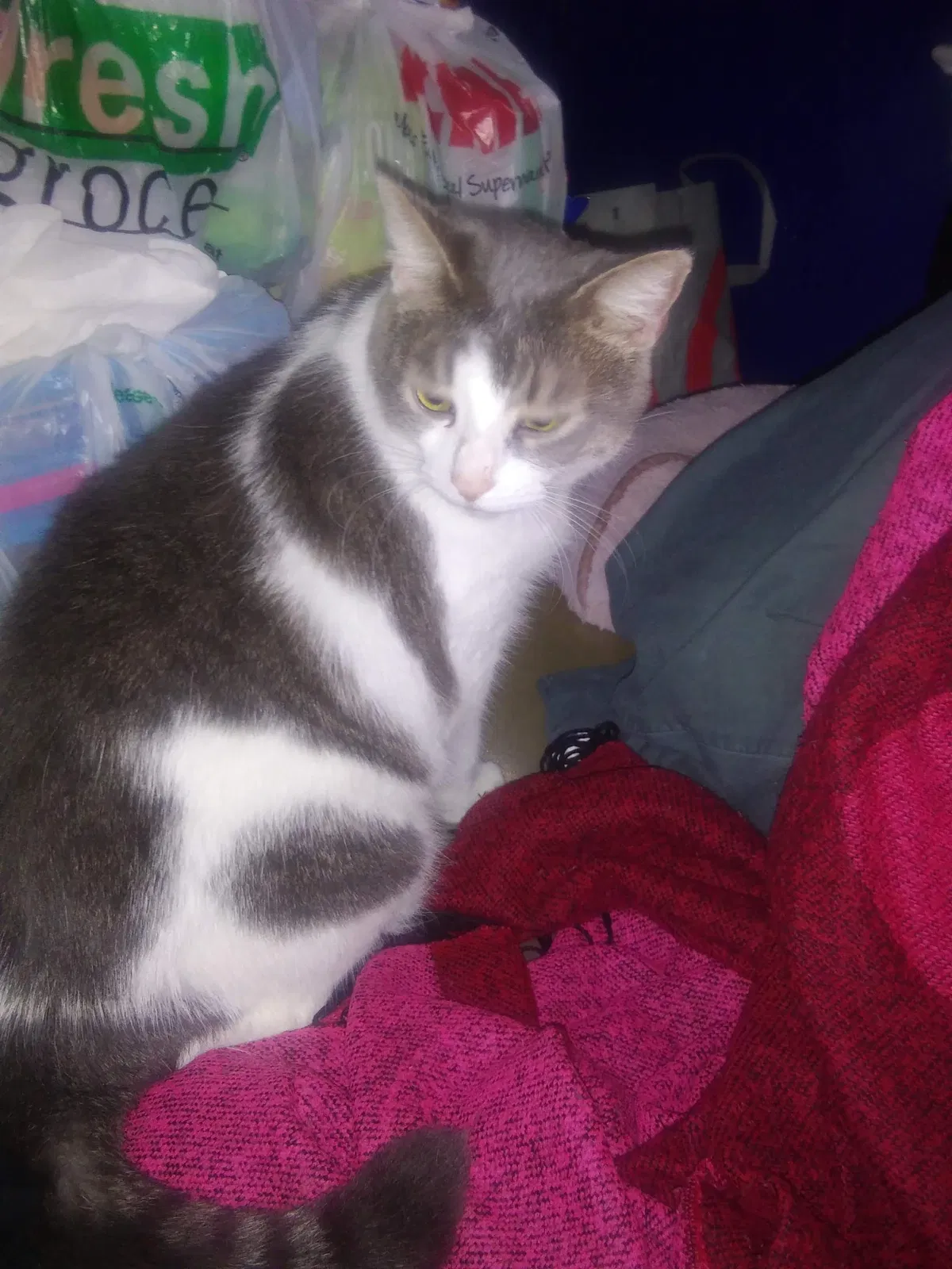 Lost cat in Philadelphia, PA, 19119